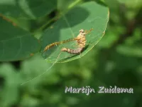 [Baetidae]